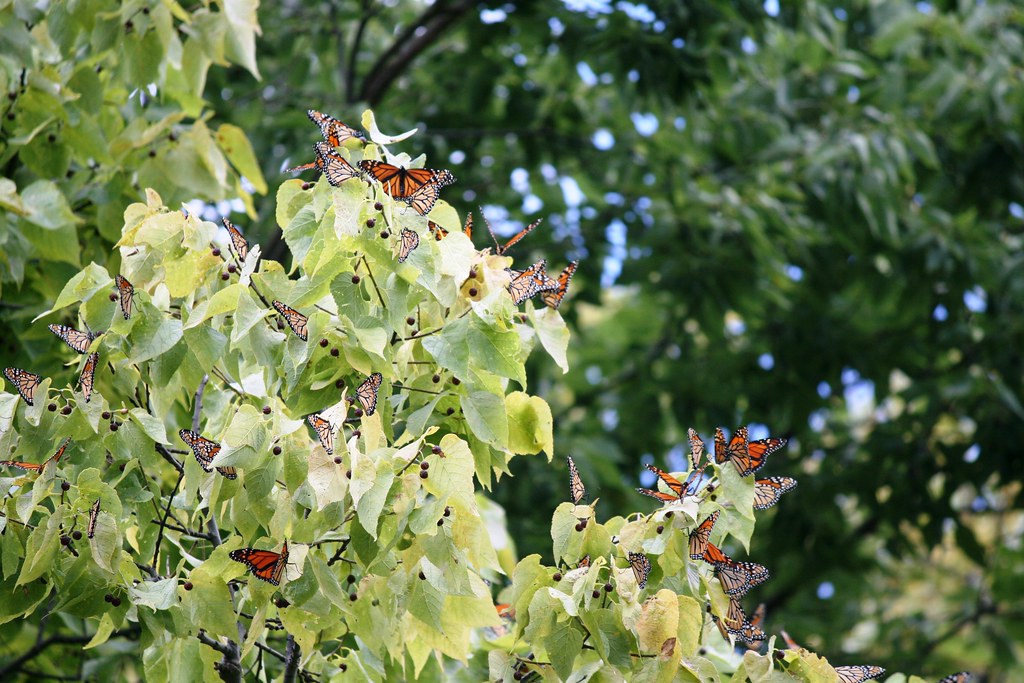Multiple Monarch butterflies on a tree with green leaves.