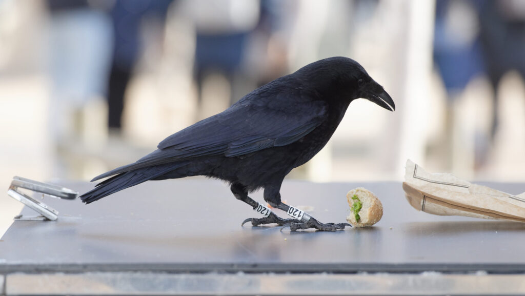 Carrion crow with a tag on its feet, feeding on leftover food