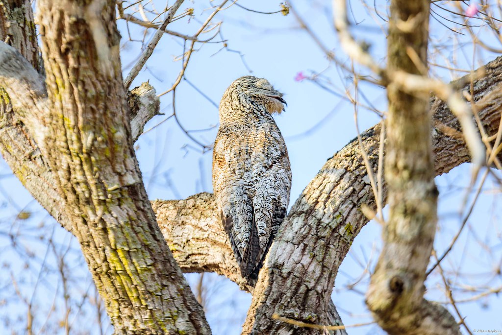 A Great Potoo bird, perfectly camouflaged, rests against a textured tree branch.