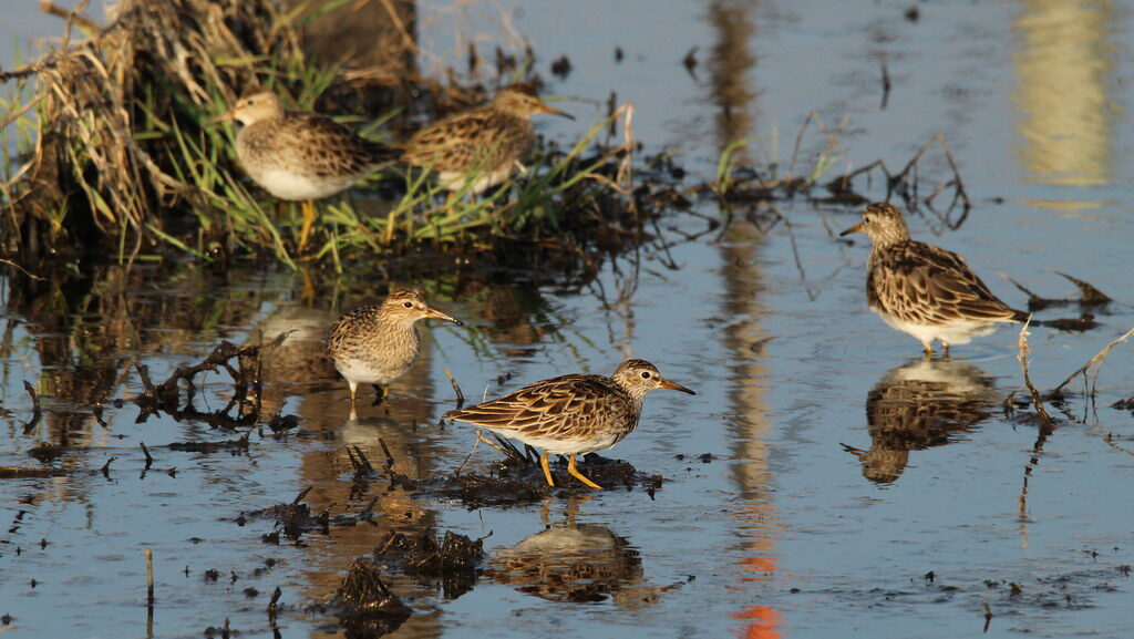 Group of Pectoral Sandpipers walking across a mudflat