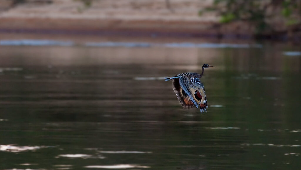 Flying Sunbittern over water, wings down in motion showing wing pattern