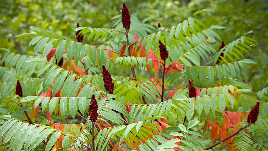 Staghorn Sumac branches display green and vibrant red leaves with fuzzy, dark red fruit clusters.