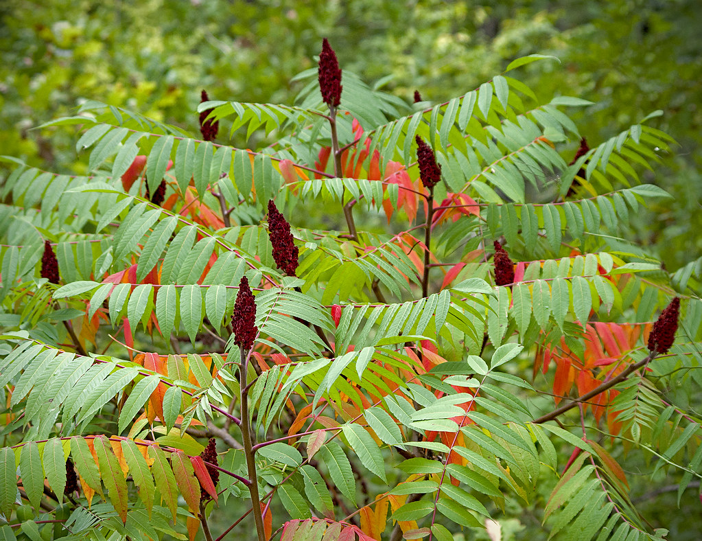 Staghorn Sumac branches display green and vibrant red leaves with fuzzy, dark red fruit clusters.