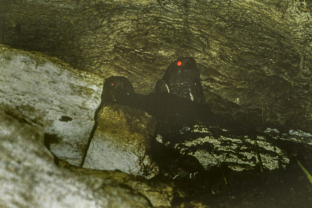 Two Oilbirds are perched in a dark cave.