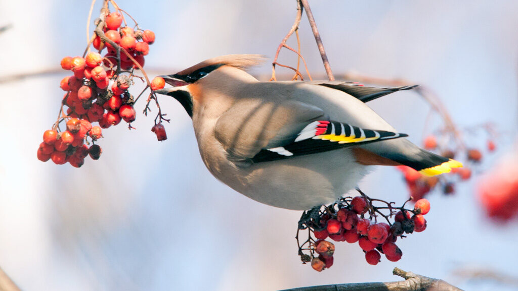 Bohemian Waxwing perched on a branch, plucking berries with its beak