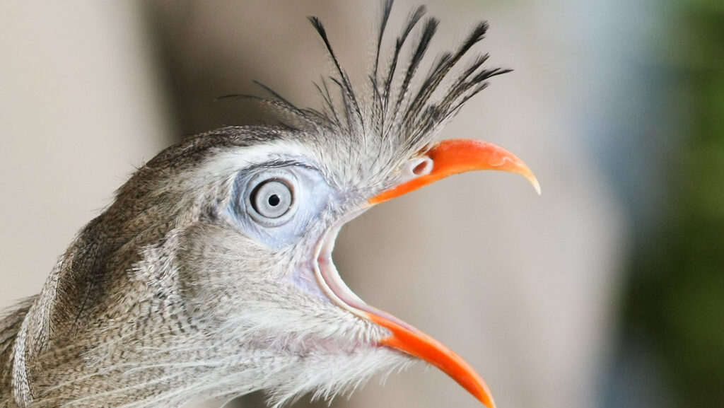 Red-Legged Seriema calling out with beak wide open