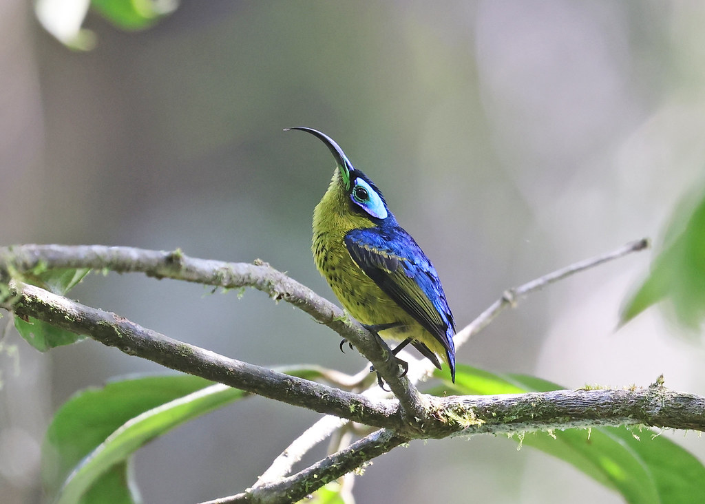 A Yellow-bellied sunbird-asity with yellow and blue plumage perches on a branch.