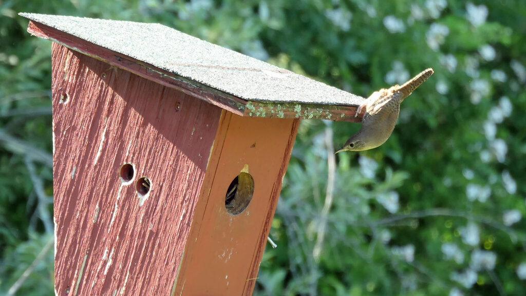Wren hanging upside down from the roof of a wooden nesting box, peeking inside