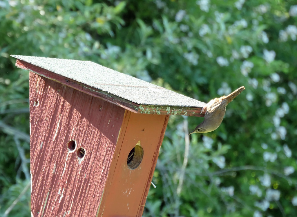 Wren hanging upside down from the roof of a wooden nesting box, peeking inside