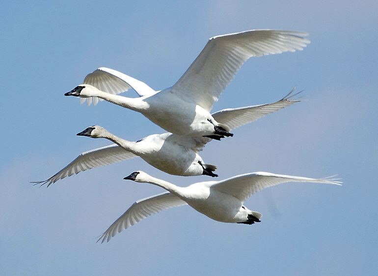 Three Trumpeter swans fly with outstretched wings against a clear blue sky.