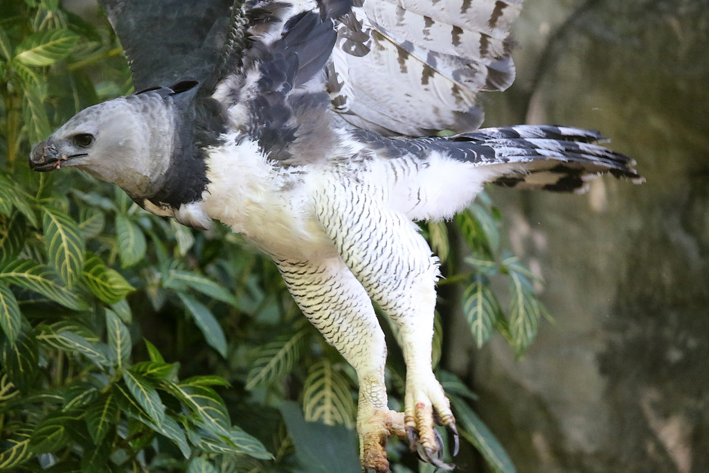 Harpy Eagle captured in flight, showcasing its claws and wingspan