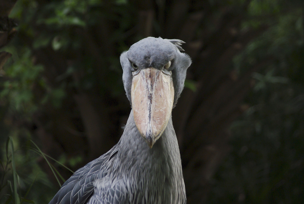 A shoebill stork stares forward, its large bill and grey plumage are prominently displayed.