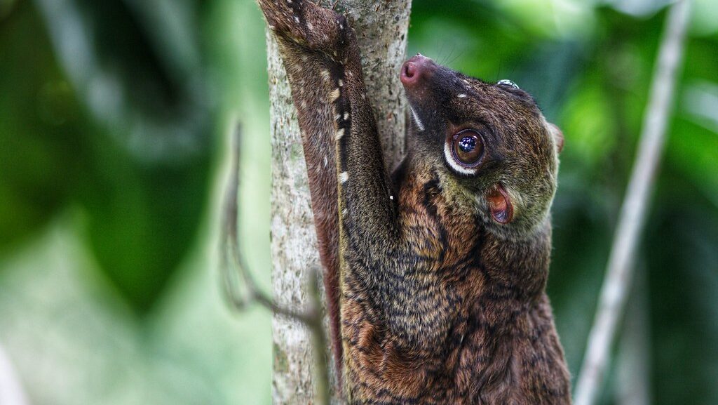 A Malayan Colugo hanging onto a tree