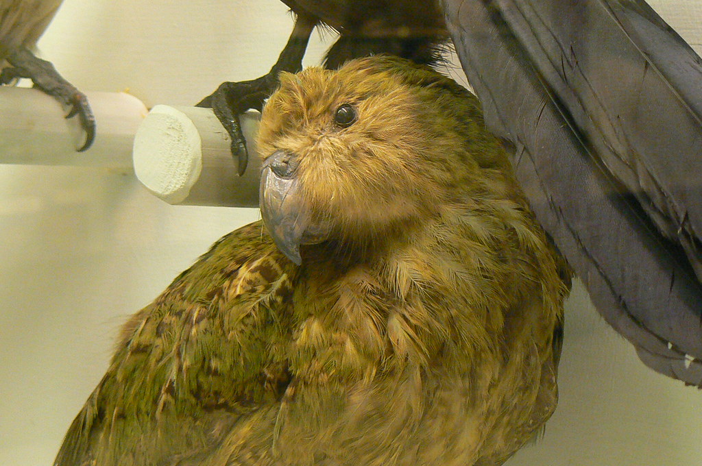 A Kākāpō bird is shown in a close-up view, displaying its green and brown feathers.