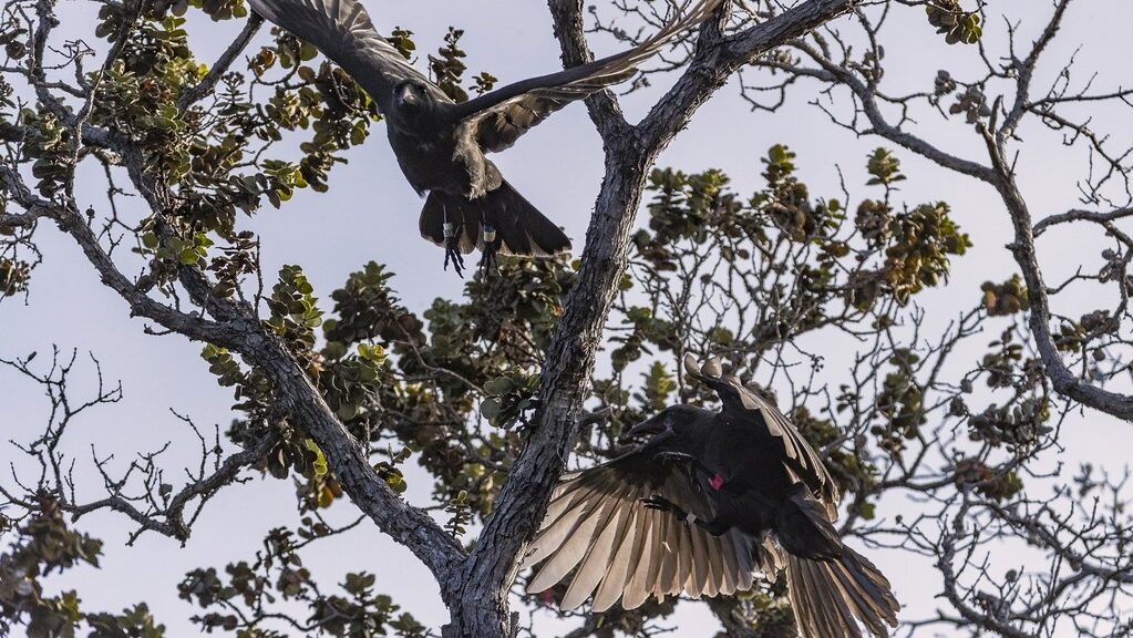 Two Alalā (Hawaiian crows) flying around a tree