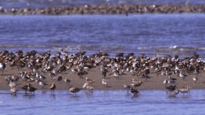 A flock of red knots, dunlins, and sanderlings on a sandy shore near the sea.