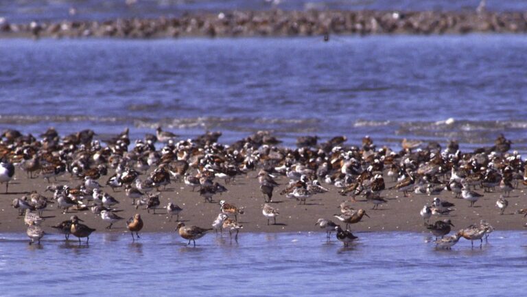 A flock of red knots, dunlins, and sanderlings on a sandy shore near the sea.