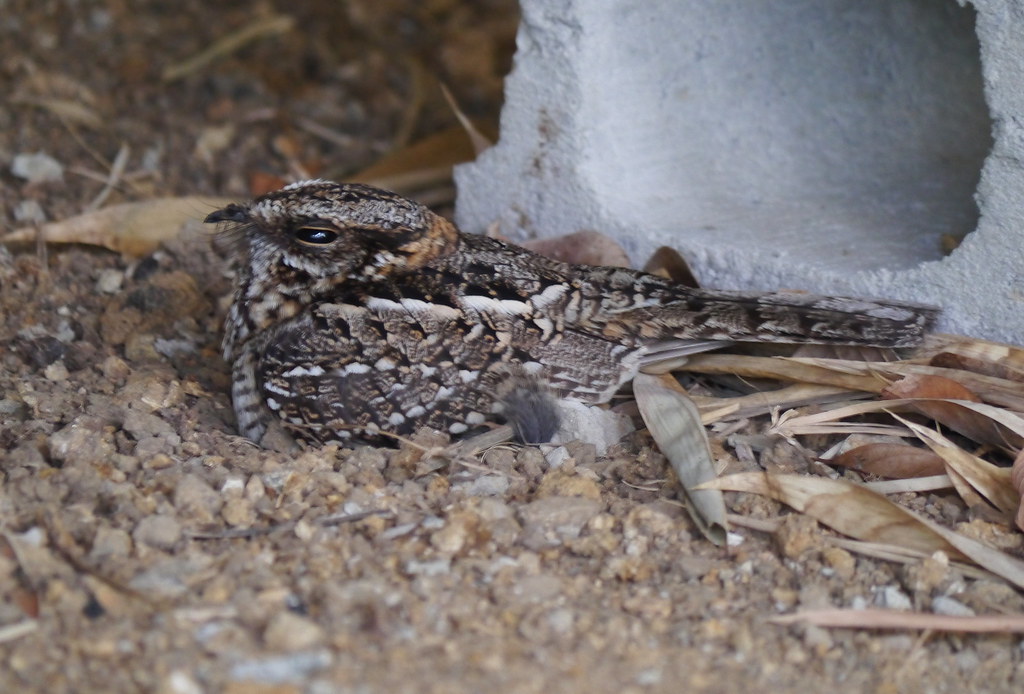 A nightjar with mottled brown, black, and white plumage rests on the ground.