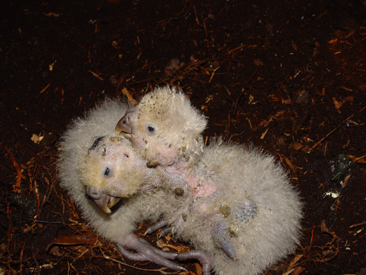Two fluffy Kākāpō hatchlings huddle together on a dark surface.