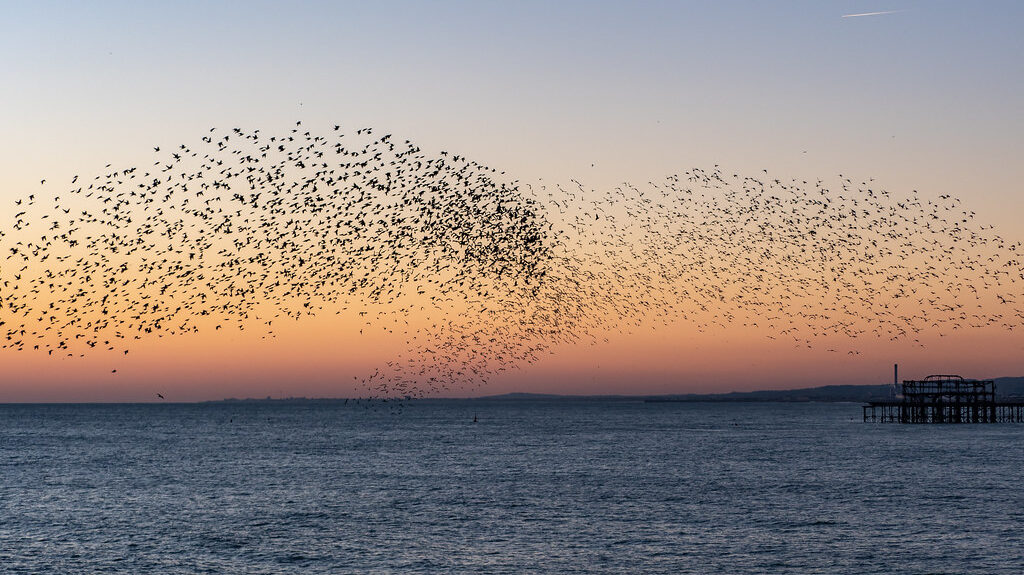 Starling flock in murmuration pattern shaped like a bird or a tail