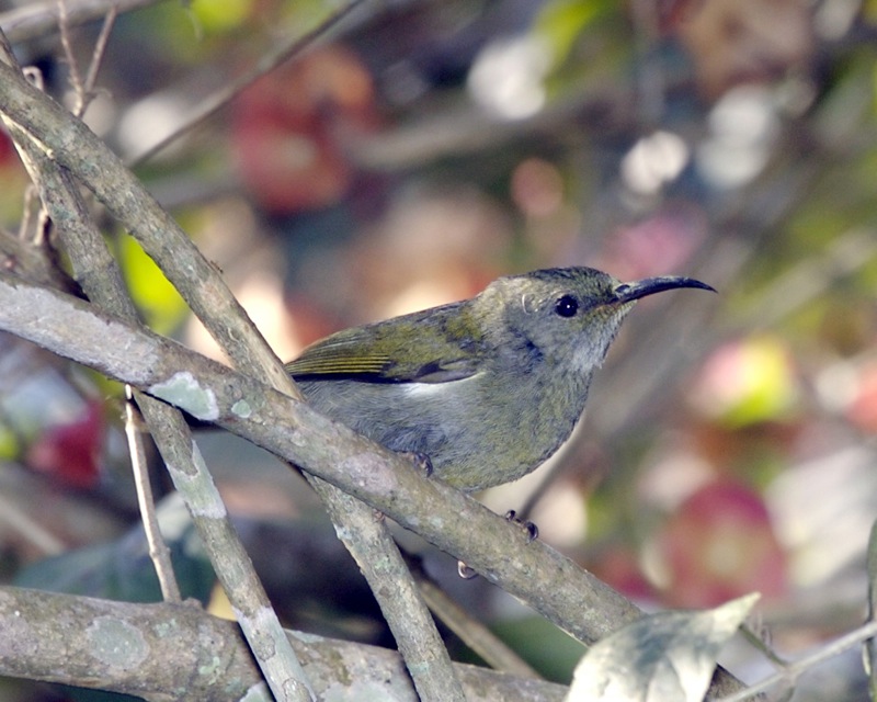 A Black-throated sunbird with dark plumage and a long beak perches on a branch.