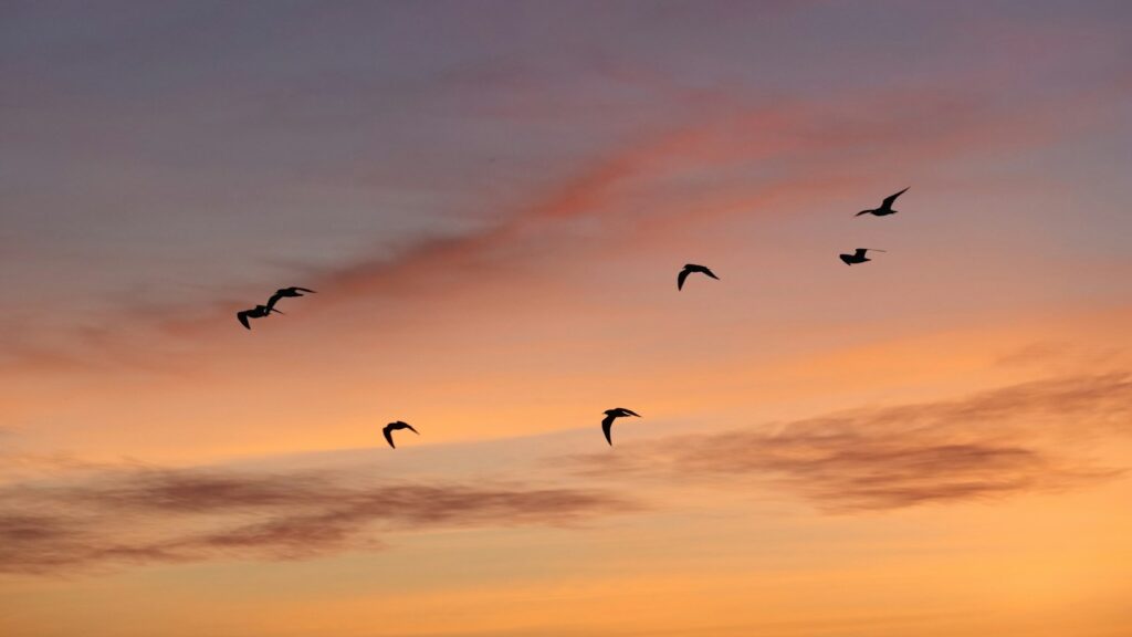 Birds migrating in formation across the sky as the sun against a vibrant sunset backdrop