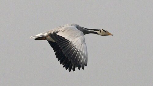 Bar-headed Goose flying mid-air with wings flapping down.