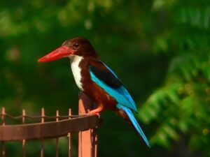 A Keen-eyed Kingfisher perches on a metal fence.