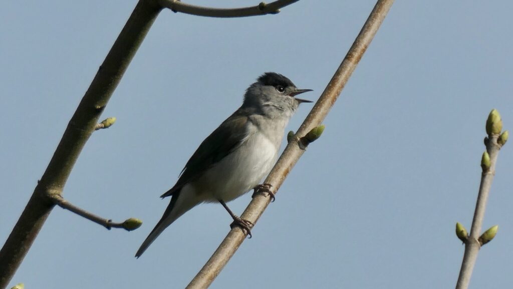 Male blackcap warbler perched on a branch