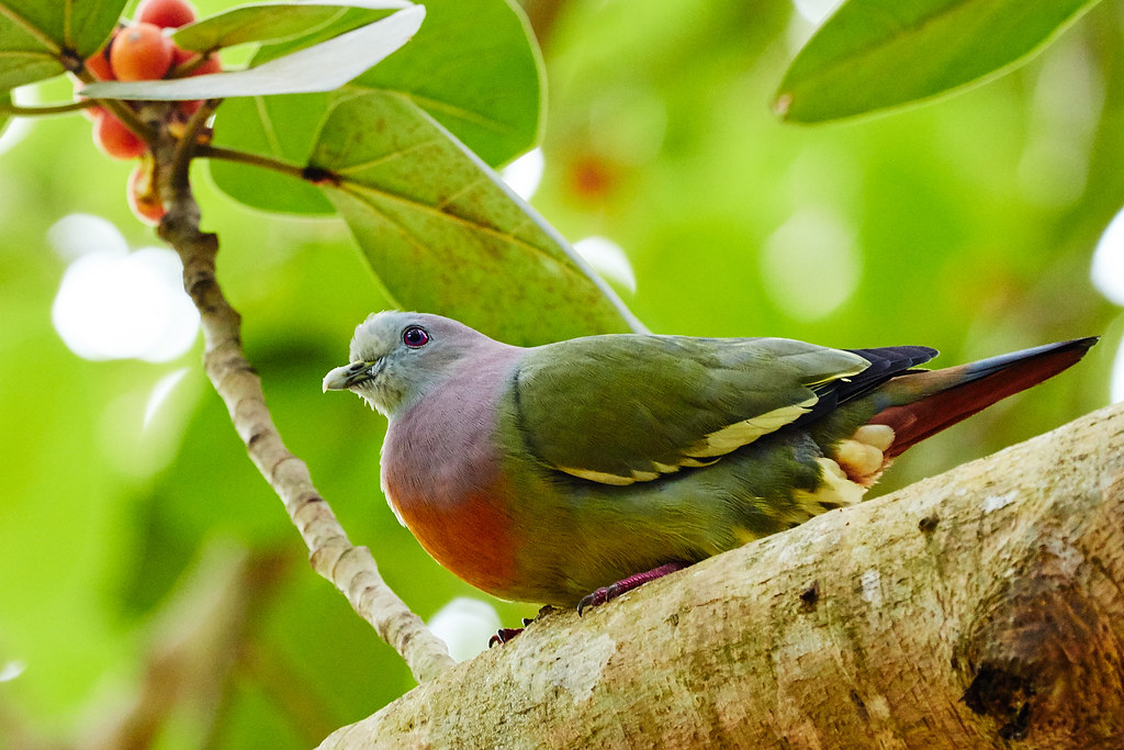 A Pink-necked green pigeon is perched on a tree branch.