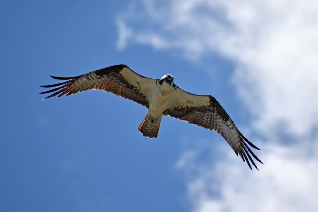 An Osprey soars against a blue sky, its wings fully extended.