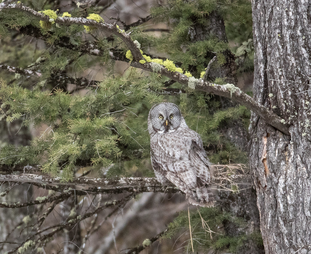 A Great Grey Owl perches on a branch amidst green foliage.