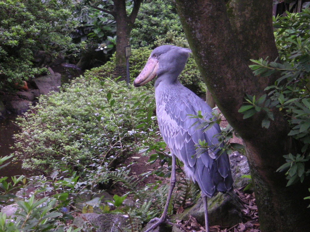 A shoebill stork stands among lush greenery, its large bill and grey feathers prominent.