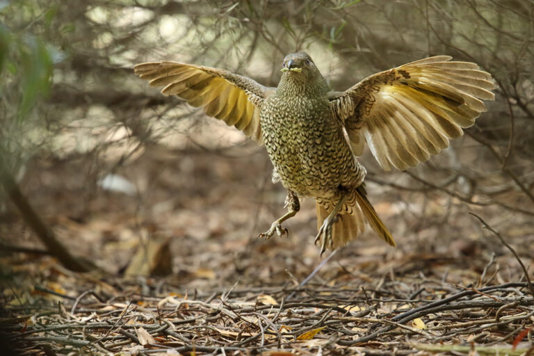 A Spotted Bowerbird with its wings spread appears to be captured mid-flight.