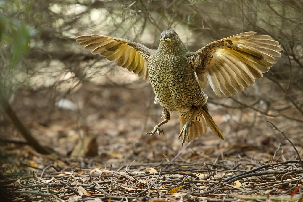 A Spotted Bowerbird with its wings spread appears to be captured mid-flight.