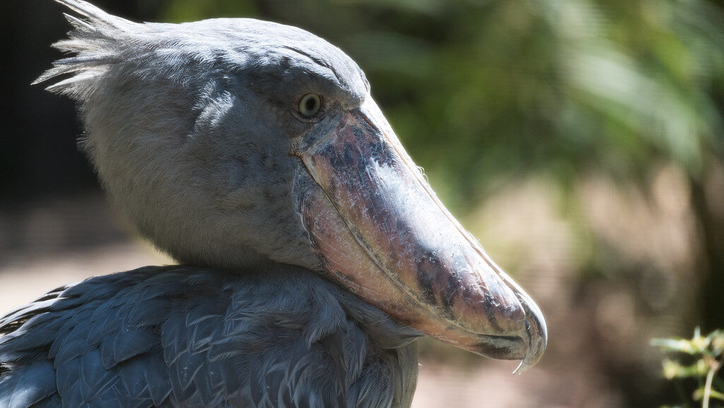 A close-up shows the distinctive large bill and intense gaze of a shoebill stork.