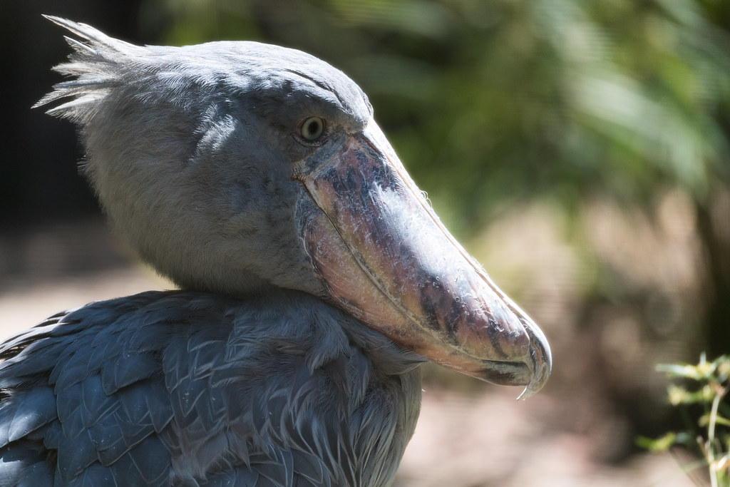 A close-up shows the distinctive large bill and intense gaze of a shoebill stork.