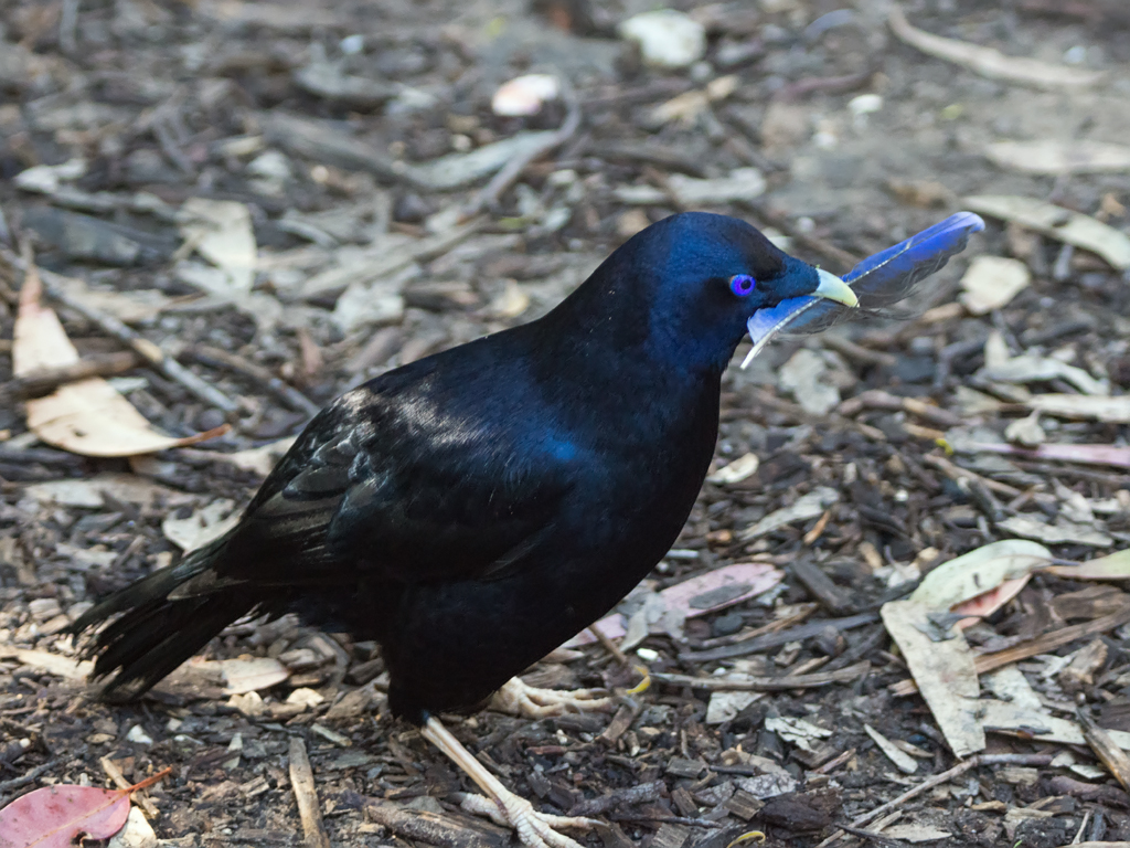 Satin Bowerbird with blue feather in its beak.