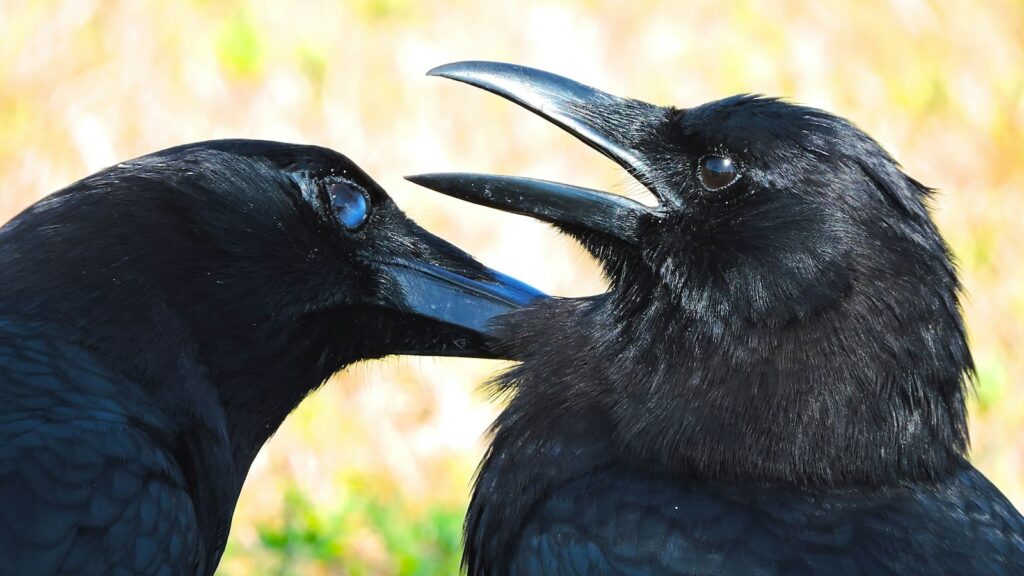 Crow grooming another crow in a display of social bonding behavior