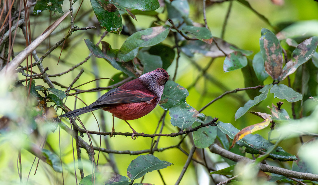 A Pink-headed Warbler perches on a bare branch, displaying its vibrant colors.