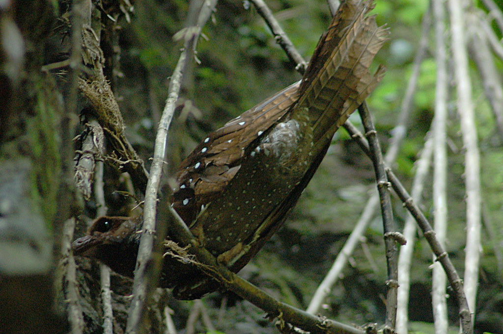 An Oilbird with brown and white speckled plumage perches amongst branches.