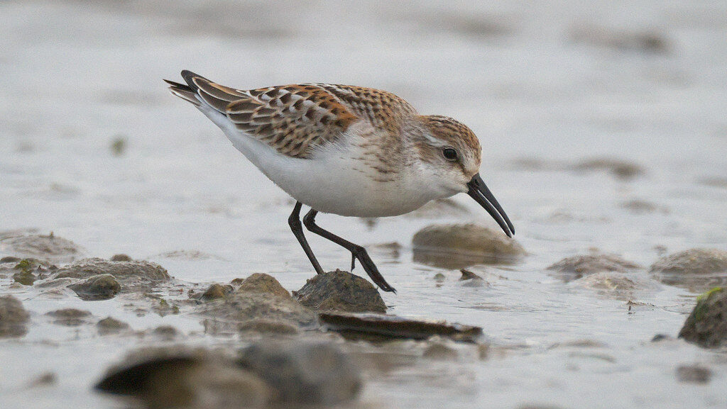 Western Sandpiper foraging for food on coastal terrain