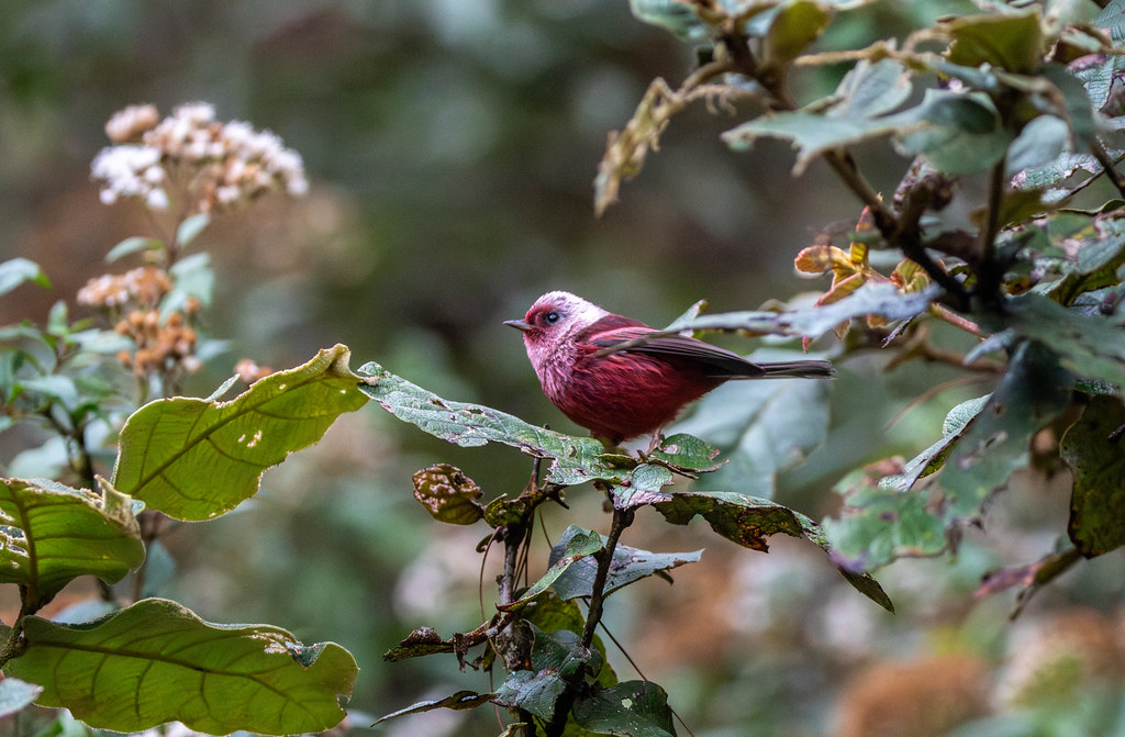 A Pink-headed Warbler perches on a leaf-covered branch in a forest.