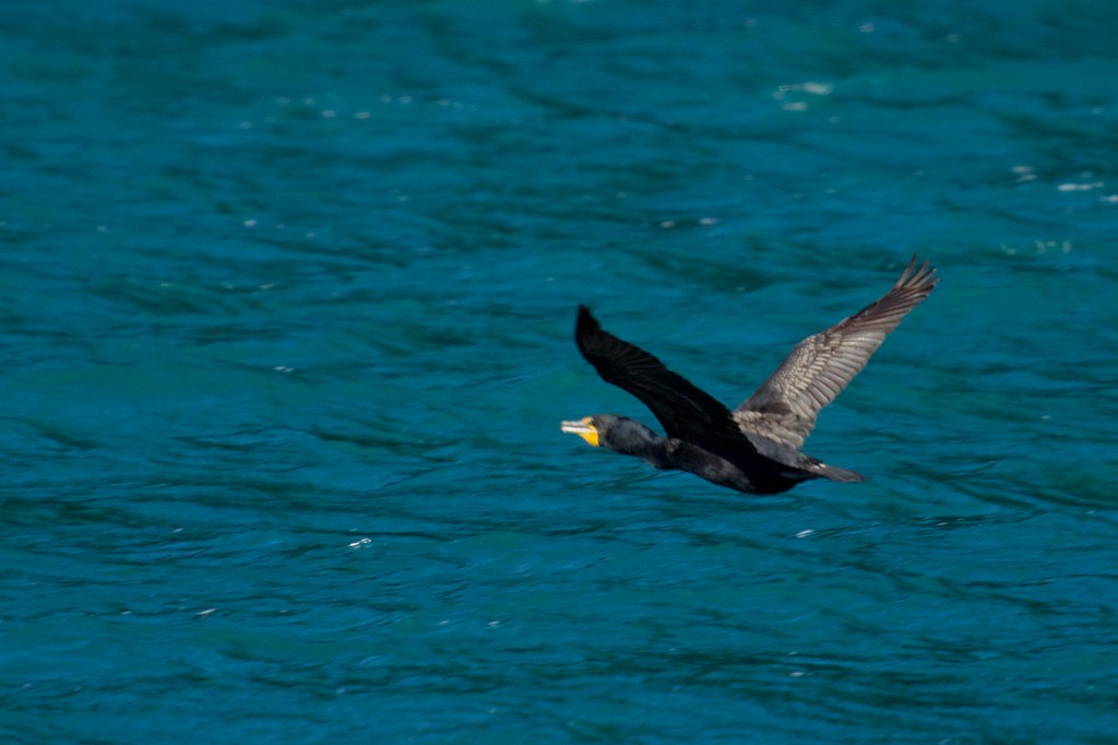 Red-faced cormorant in flight over the blue ocean.