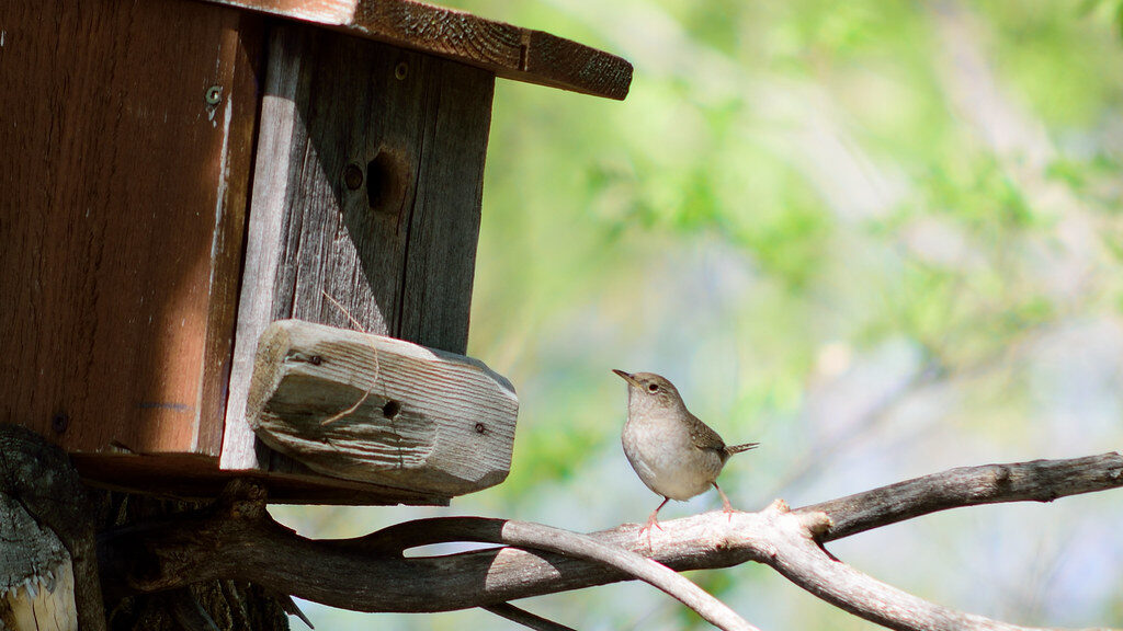 Wren bird perched on a branch outside a wooden nesting box