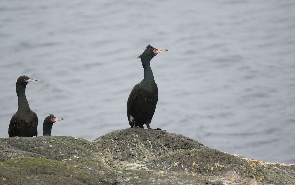 A Red-faced cormorant with dark green and blue plumage perches on a rock.