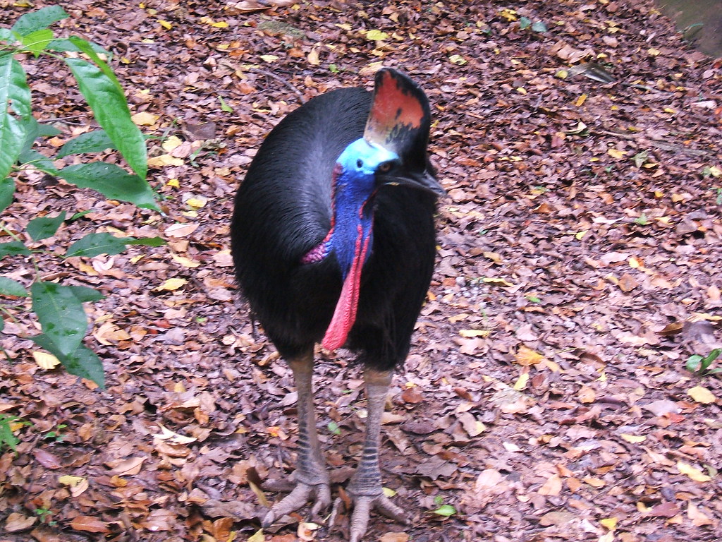 A southern cassowary with a blue head and red wattle stands on a leaf-covered ground.