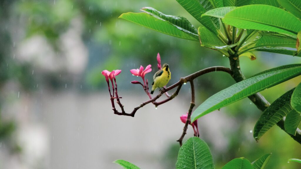 Garden sunbird taking shelter under a leaf during rainfall