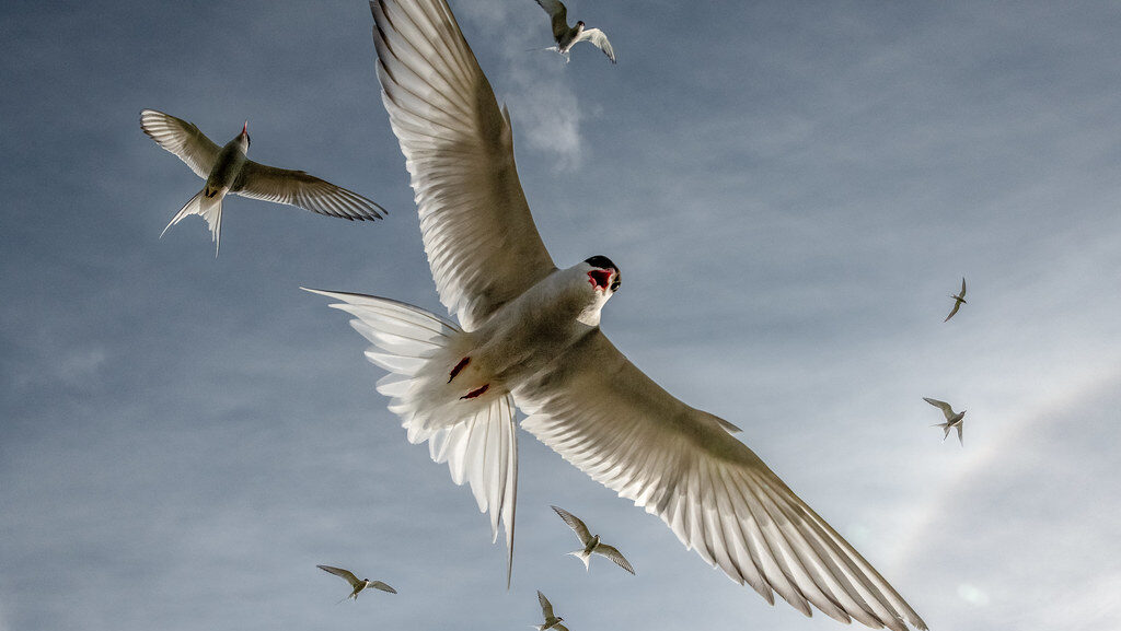 An Arctic Tern flies overhead with its wings spread against a cloudy sky.