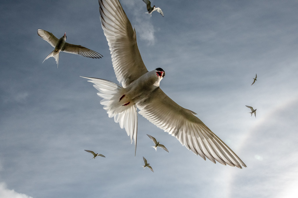 An Arctic Tern flies with its wings spread against a cloudy sky.